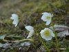 altausseersee_4